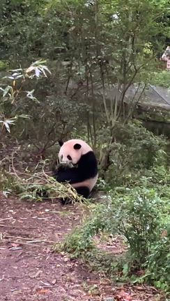 成都観光① パンダ繁育研究基地の記事動画
