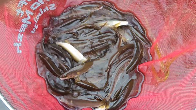 バチバチを求めて　6/25の記事動画