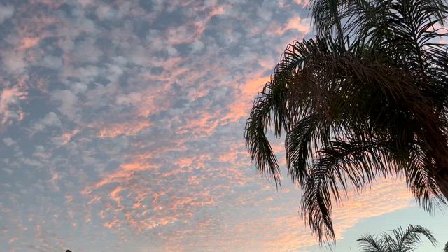 いただきパスタ ペンネいろいろ！の記事動画