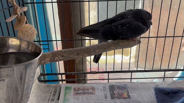 ヒゲオ、キャンディ、おやすみなさい　ありがとうの記事動画