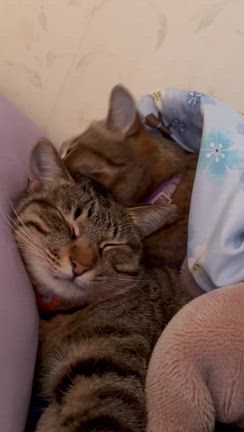 やっぱりマニアックの記事動画