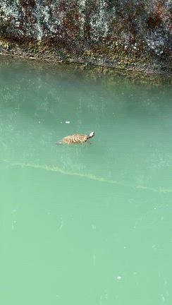 無事東京に到着の記事動画