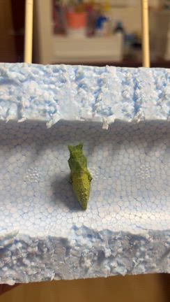 いも活2025⑤〜駆け足にて〜の記事動画