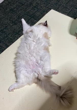 猫の日ですねの記事動画
