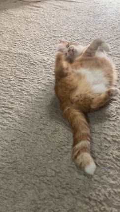 猫話の記事動画