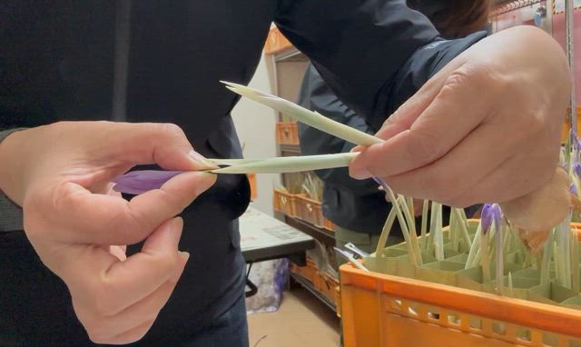 世界一高価な香辛料サフラン！1グラム1000円！ 鶴ヶ島サフランめしべ摘みに挑戦してきましたの記事動画