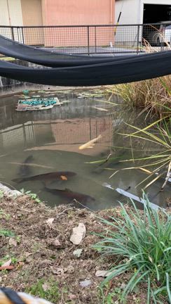 鯉は知っている、、、の記事動画