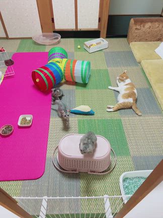 お預かり子猫さんたちの旅立ち☆の記事動画