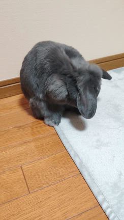 1/6 なかなか写真が撮れないLampの記事動画