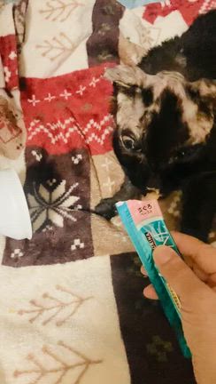 聖なるエンジェルタイムの記事動画