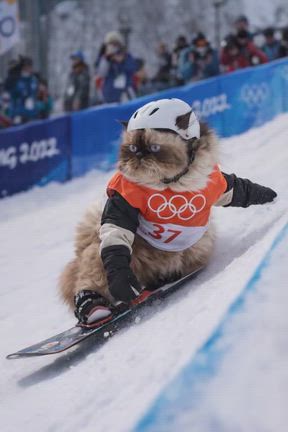 ニャンニャンピックの記事動画