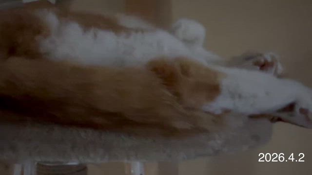 4月3日の星占いの記事動画