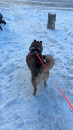 愛犬の顔を見てびっくりの記事動画