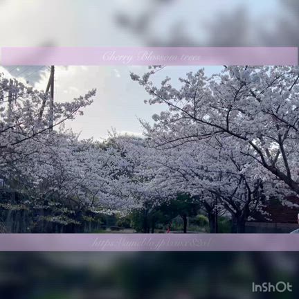 【友達】遠距離カップル久しぶりの再会♡ #アオハル #お花見【①】の記事動画