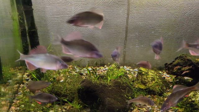 タナゴ水槽水替えの記事動画