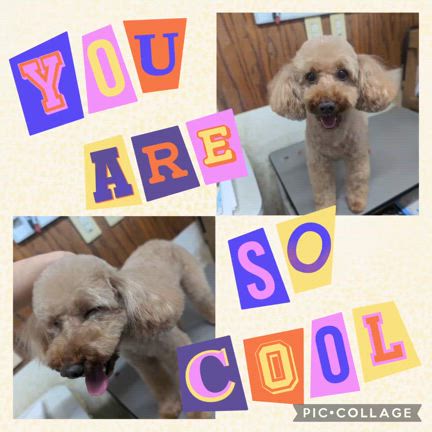 ☆*ﾟ ゜ﾟ*☆クッキーくん☆*ﾟ ゜ﾟ*☆の記事動画