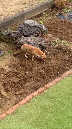 ちゅーぴぃお空にの記事動画