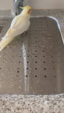 マイナンバーカード更新と詐欺に注意、インコ動画の記事動画