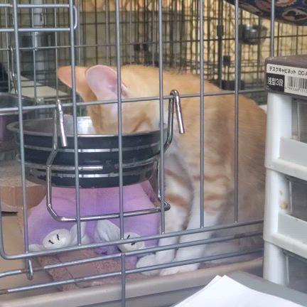 生後三か月齢！乙夜はさみしん坊で甘えん坊♪の記事動画