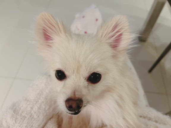 ☆エルchan♡♡♡☆の記事動画