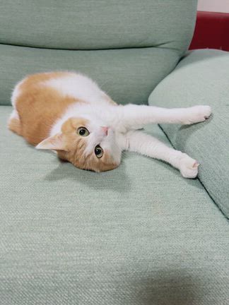 ララちゃん、ほぼ復活！の記事動画