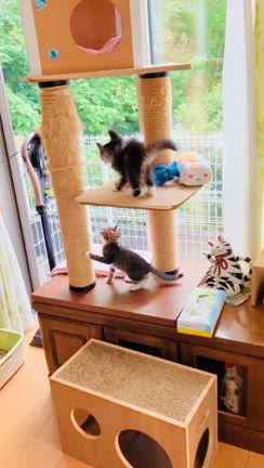 6/21 は"臨時"譲渡会を開催です！☆の記事動画