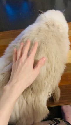 『“今宵の愁くんとママ”』の記事動画