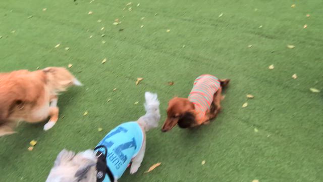 お散歩＆ドッグランの記事動画