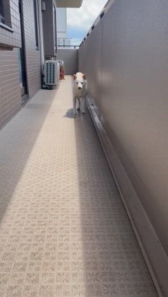 ディープな新大久保の記事動画