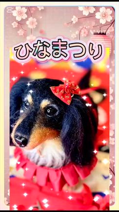 ハルキラサマの羊毛フェルト | M.ダックス♪ハルキラサマのおてんば日記