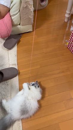 ひっぱる子猫の記事動画