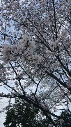 桜の記事動画