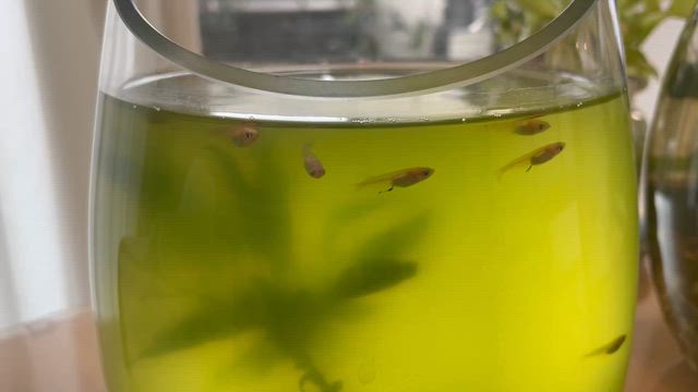 最近のアクアネタ。〜ボトルにヤマトを追加＆微生物大量発生…の記事動画