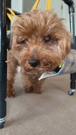 頑張るガンバの記事動画