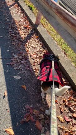 ススキが綺麗な季節になったみたいですの記事動画