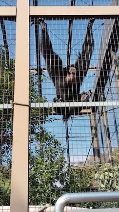 久しぶりの東山動植物園その➀の記事動画