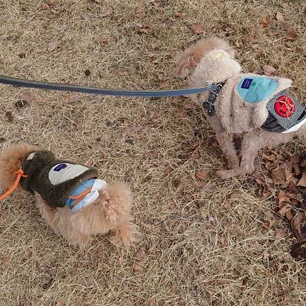 河津桜・おやつの記事動画