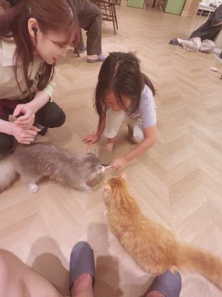 長野県松本市 CAT CAFE【MOCHA】の記事動画