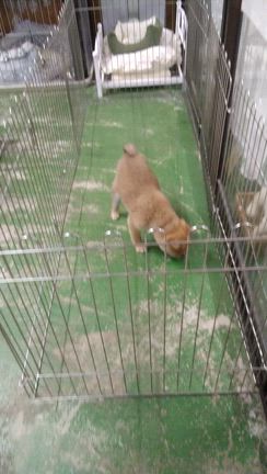 飼い主さん募集中の柴犬の動画の記事動画