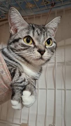 猫部屋より❤Merry Christmas♪の記事動画