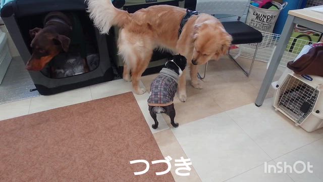 1月7日『いぬのようちえん』の記事動画