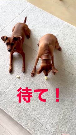 犬の しつけの記事動画