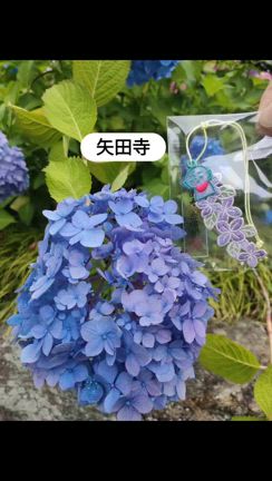 あじさい寺 矢田寺への記事動画