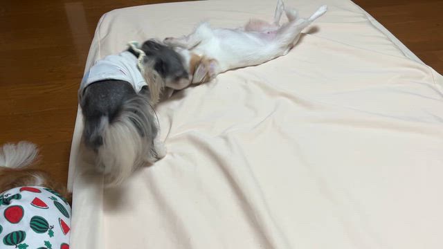 犬同士は大胆の記事動画