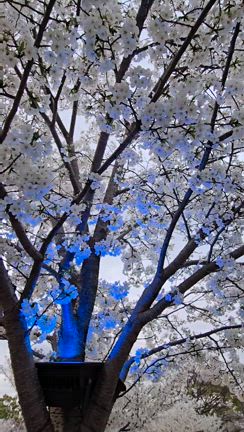 何年かぶりの夜桜を見に行ってきました♪（静岡市駿府城公園）の記事動画