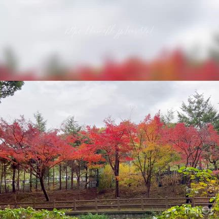 【紅葉狩り2025:①】#夫婦デート｜自然の恩恵を受けてパワーチャージ！の記事動画