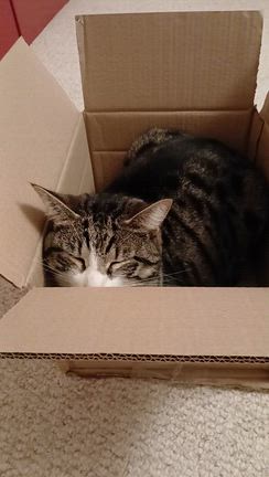 箱入り猫の記事動画