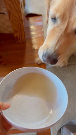 Total dogcare wanheart レトリバーちゃんがいっぱいな2日間！の記事動画