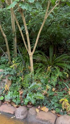 あの頃のメンバーinディズニー⑥♡コーデリア、ドナルドに嫌われる笑の記事動画