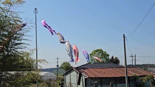 田植えがピーク！の記事動画